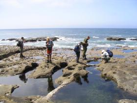 Tidal pools