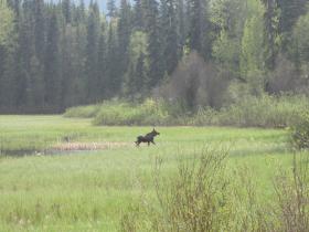 Moose on the run
