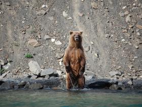 Griz by stream near Stewart
