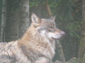 Alpha wolf