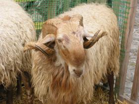 November Sheep Fair La Brigue