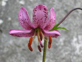 Lillies