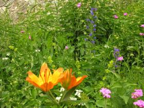 Flower meadows