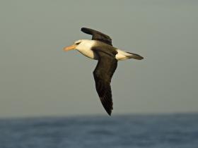 Soaring Albatross