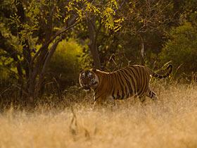 Male Tiger in early morning light