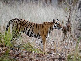 Sub Adult tigress