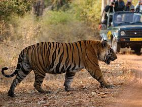 Tourist watch & photograph as tiger crosses