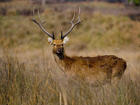 Hardground barasingha (swamp deer)