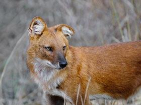 Dhole or Indian wild dog