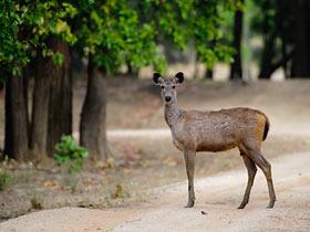 Sambar Deer