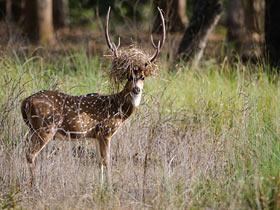 Cheetal Stag
