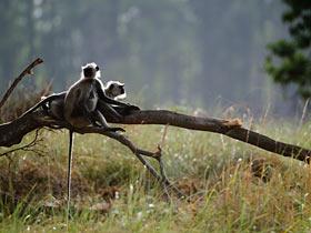 Langur monkeys backlit