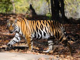 Tigress crossing in front