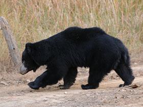 Sloth Bear