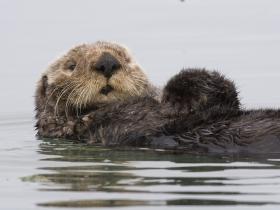 Kuril Islands sea otter survey cruise