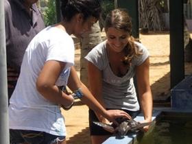 Turtle conservation in Sri Lanka