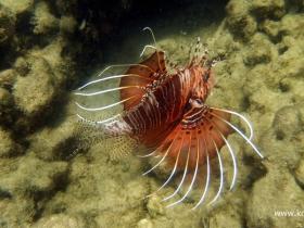 Snorkeling at Kosi Bay mouth is always fun!