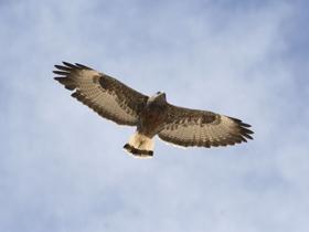Variable Hawk