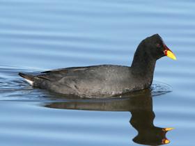 Red-fronted Coot
