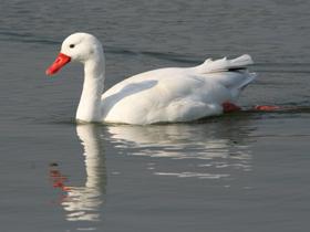 Coscoroba Swan
