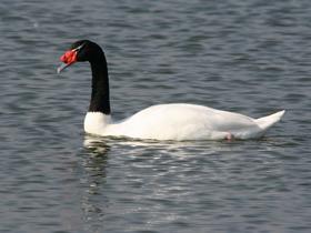 Black-Necked Swan