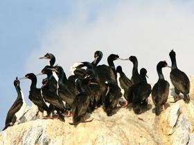 Guanay Shag