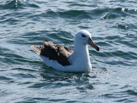 Black-browed Albatross