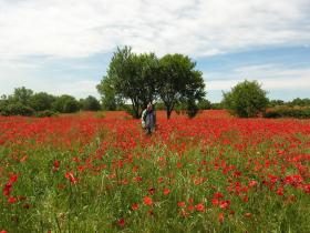 Provence poppies