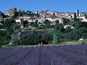 Lavender in Provence