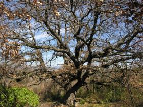 Oak in Provence