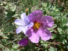 Blooms