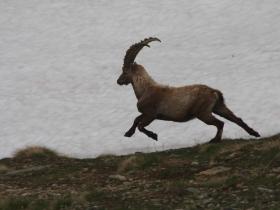 Ibex in flight