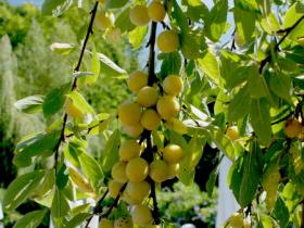 mirabelles in garden in August