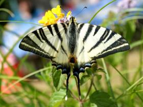a 'scarce' swallowtail butterfly at the pique-nique