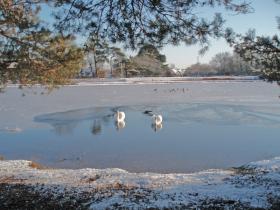 New Forest in Winter
