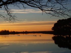 Swans on the lake