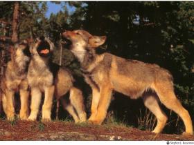 Little wolves at Alpha, Le Boreon