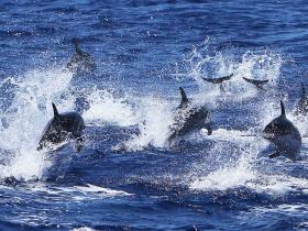 Atlantic spotted dolphins, La Gomera