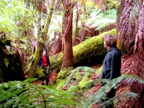 5 km of interpreted bushwalking tracks to the top of Mt Misery