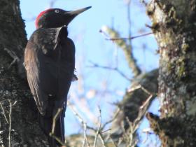 black woodpecker in woods by auberge