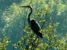purple heron in tree at auberge