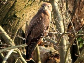 ubiquitous 'variable' buzzard