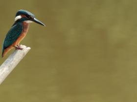 kingfisher in lake at auberge