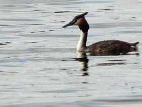 great crested grebe on nearby lake