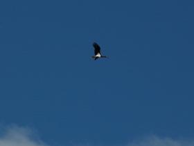 a rare black stork flying over the auberge