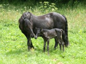 Mare and foal at the Centre d'Equestre