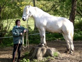 Some natural horsemanship by Carolynn at the Auberge