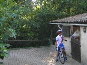 Hello pony ....... Hello cyclist