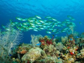 Beautiful reef & marine life at Lighthouse Point