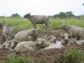 Buffalos in mud bath